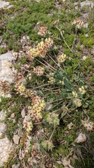 Anthyllis vulneraria pulchella