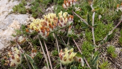 Anthyllis vulneraria pulchella