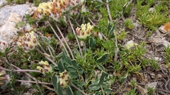 Anthyllis vulneraria pulchella