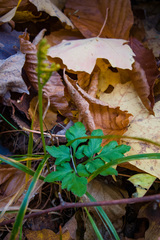 Sceptridium oneidense