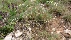 Trinia glauca