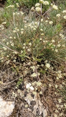 Trinia glauca