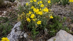 Helianthemum oelandicum orientale