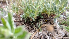 Helianthemum oelandicum orientale