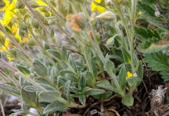 Helianthemum oelandicum orientale