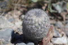 Echinomastus mariposensis