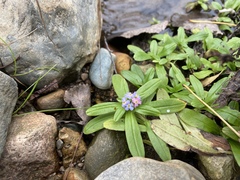 Myosotis scorpioides
