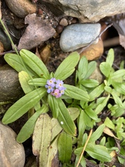 Myosotis scorpioides