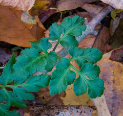 Sceptridium oneidense