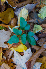 Sceptridium oneidense