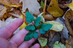 Sceptridium oneidense