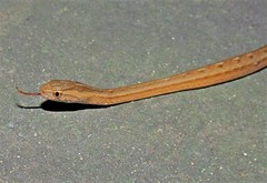 Dryophylax hypoconia
