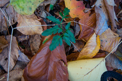 Sceptridium oneidense