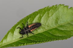 Harmonia axyridis