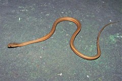 Dryophylax hypoconia