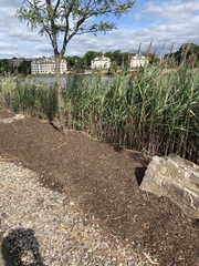 Phragmites australis