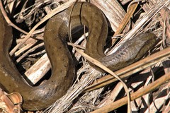 Mesotes strigatus