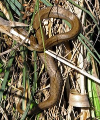 Mesotes strigatus