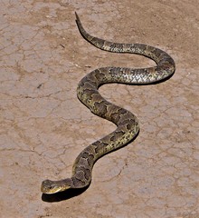 Wagler's Snake photo 2
