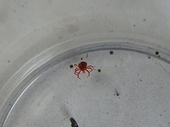 Arachnida