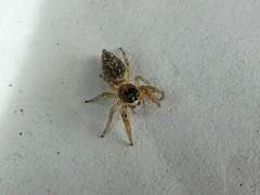 Salticinae