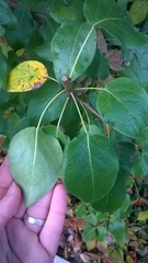 Pyrus ussuriensis