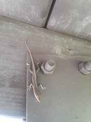 Anolis carolinensis
