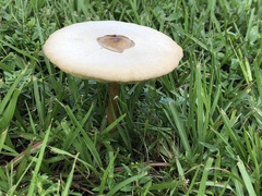 Chlorophyllum molybdites image