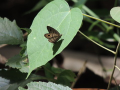 Ypthima horsfieldii humei