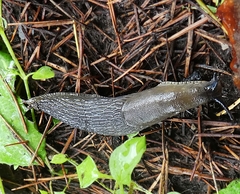 Gastropoda