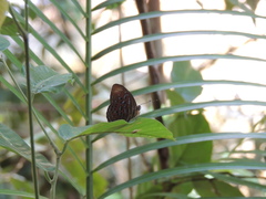 Taxila haquinus