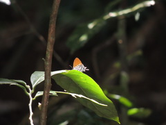 Drupadia ravindra moorei