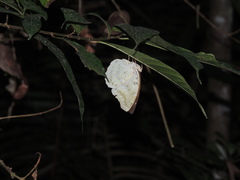 Bassarona dunya