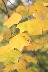 Liriodendron tulipifera