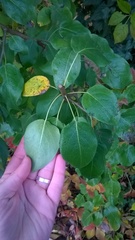 Pyrus ussuriensis