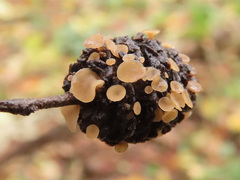 Ciboria viridifusca