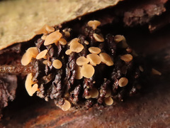 Ciboria viridifusca
