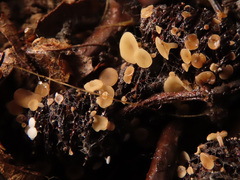 Ciboria viridifusca