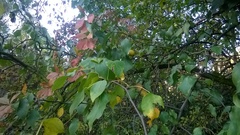 Pyrus ussuriensis