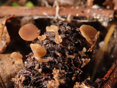 Ciboria viridifusca