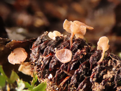 Ciboria viridifusca