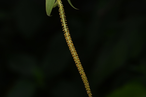 Image of Oberonia falconeri by no rights reserved