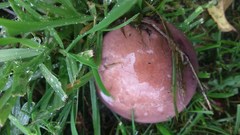 Thaxterogaster purpurascens