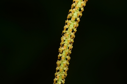 Image of Oberonia falconeri by no rights reserved