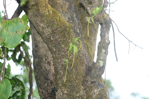 Image of Oberonia falconeri by no rights reserved