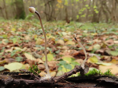 Mycena arcangeliana
