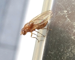 Brachycera