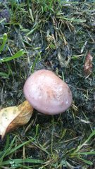 Thaxterogaster purpurascens