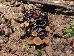 Ciboria viridifusca