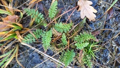 Pedicularis sylvatica